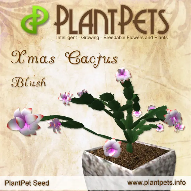Poster for Xmas Cactus *Blush*